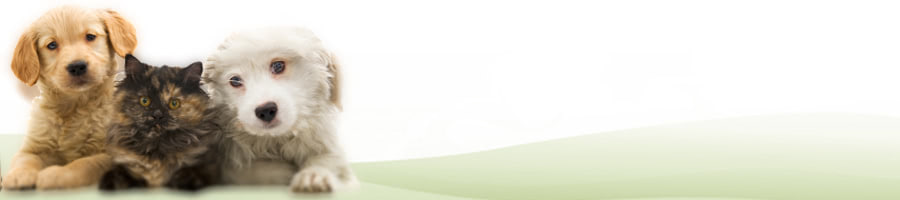 �����̐����I�炪�������l��炵�Ńy�b�g�������R�c